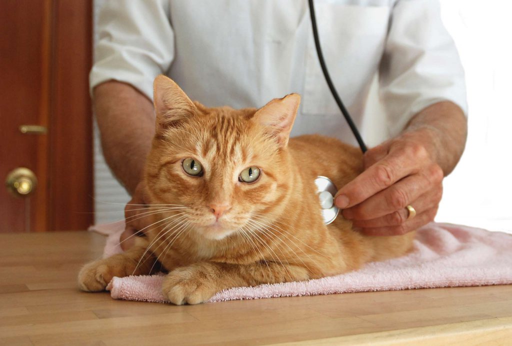 cat being examined